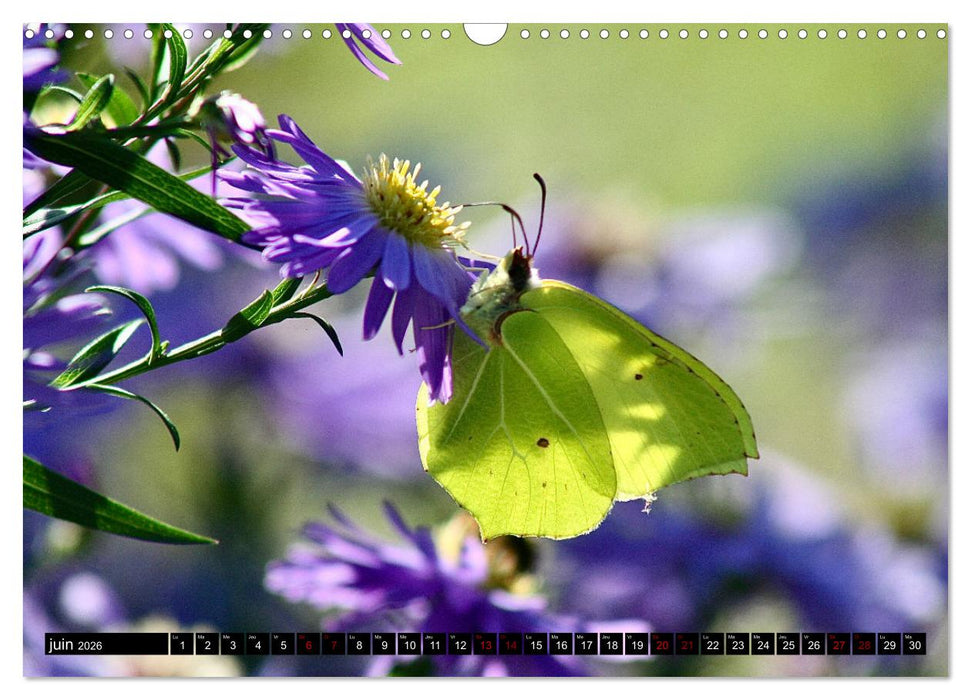 LA MAGIE DES PAPILLONS 2026 (CALVENDO Calendrier mensuel 2026)