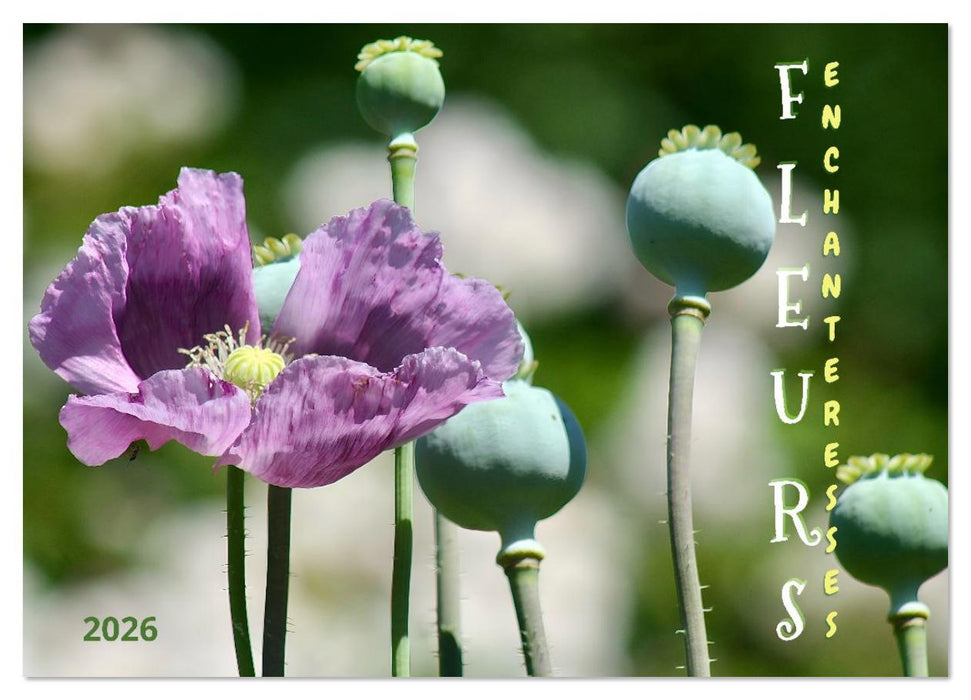 DES FLEURS ENCHANTERESSES (CALVENDO Calendrier mensuel 2026)
