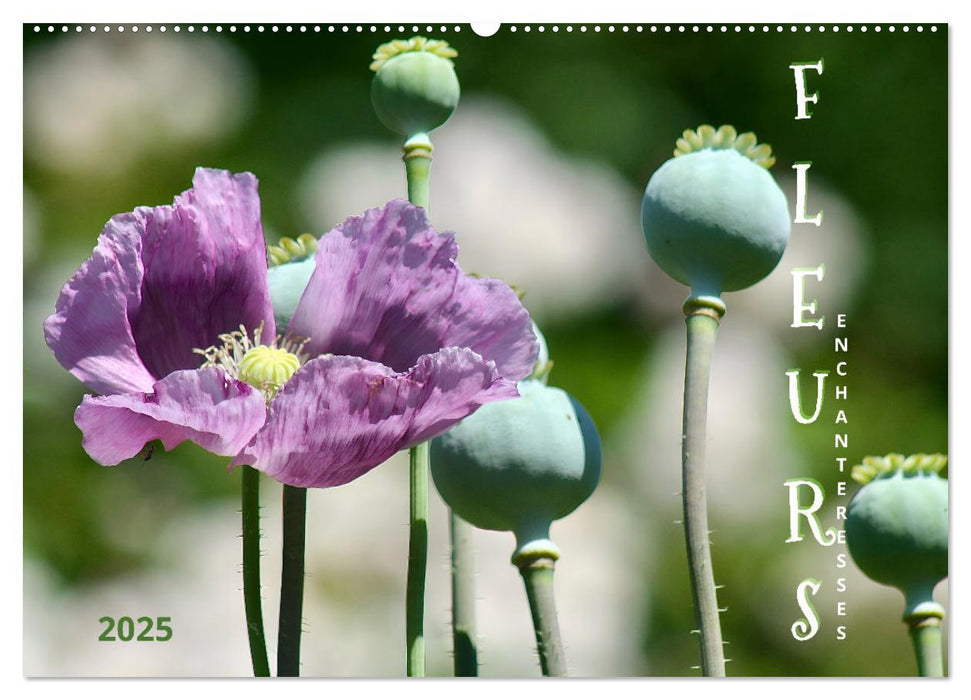 DES FLEURS ENCHANTERESSES (CALVENDO Calendrier mensuel 2026)