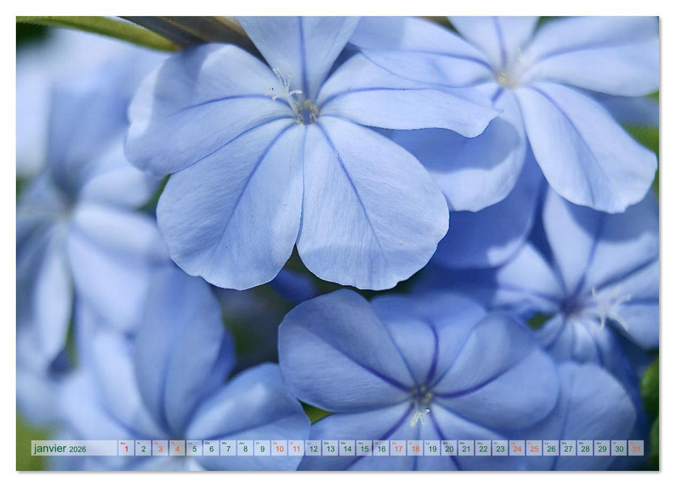 DES FLEURS ENCHANTERESSES (CALVENDO Calendrier mensuel 2026)