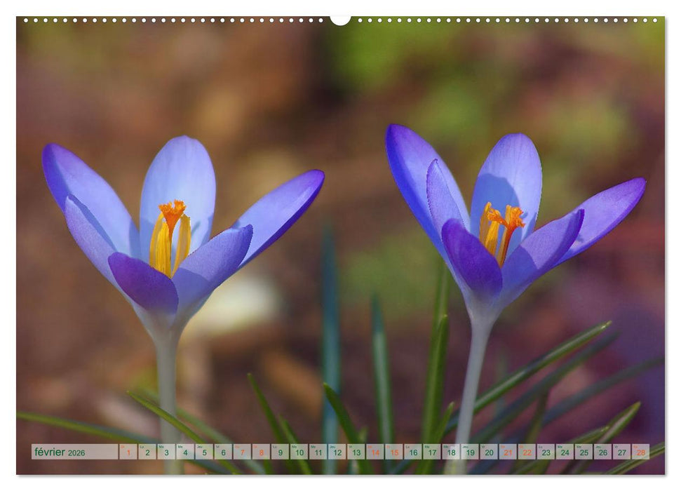 DES FLEURS ENCHANTERESSES (CALVENDO Calendrier mensuel 2026)