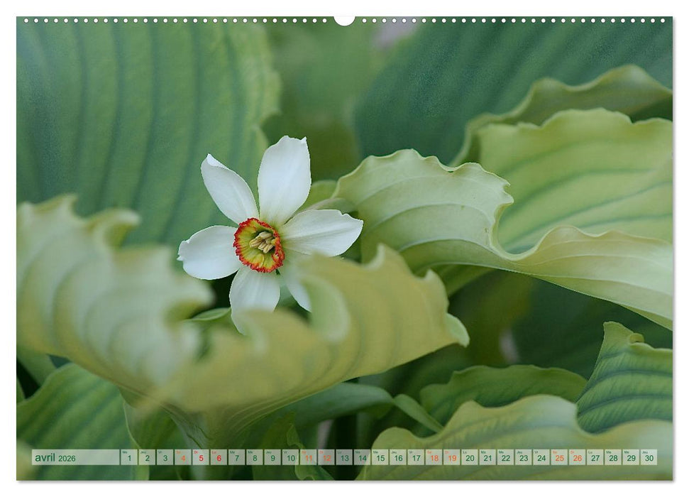 DES FLEURS ENCHANTERESSES (CALVENDO Calendrier mensuel 2026)