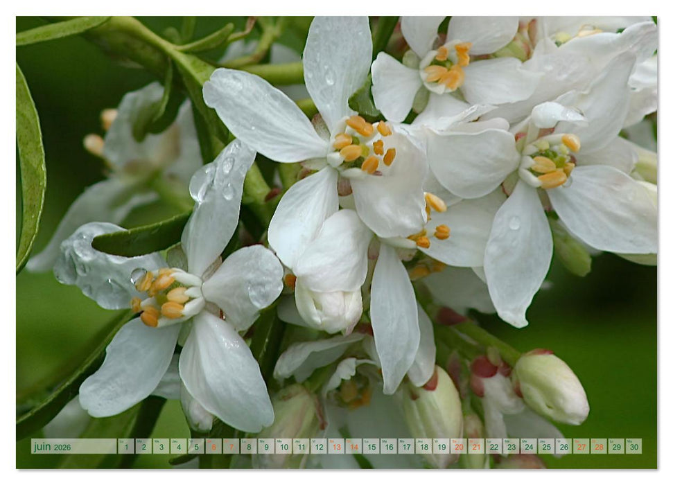 DES FLEURS ENCHANTERESSES (CALVENDO Calendrier mensuel 2026)