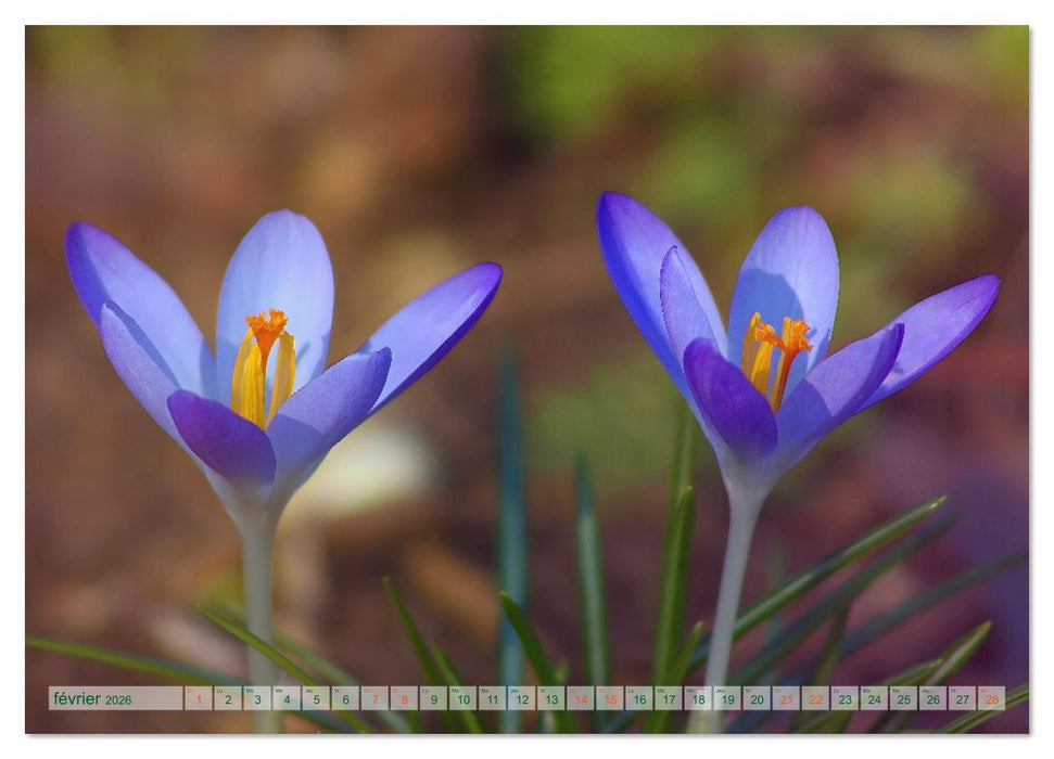 DES FLEURS ENCHANTERESSES (CALVENDO Calendrier supérieur 2026)