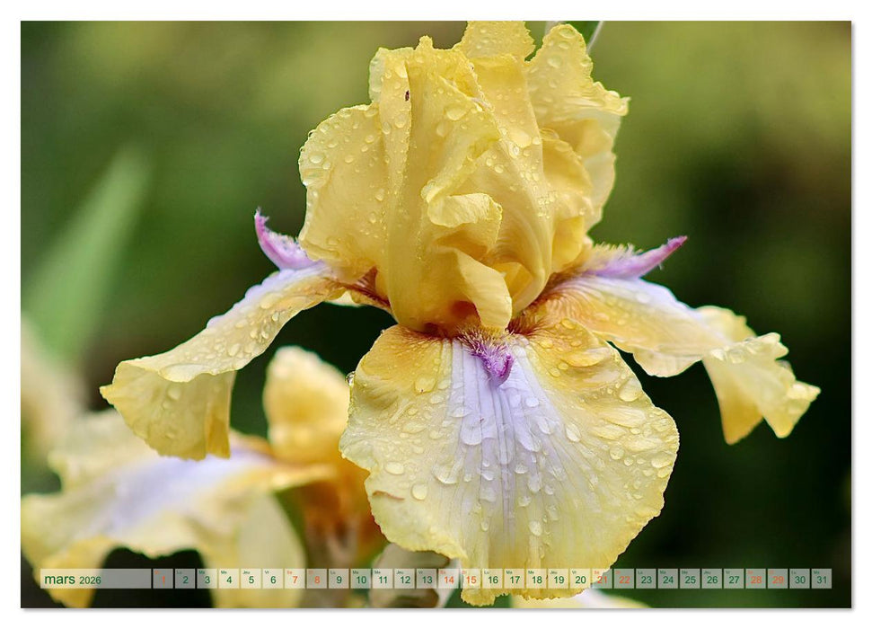 DES FLEURS ENCHANTERESSES (CALVENDO Calendrier supérieur 2026)