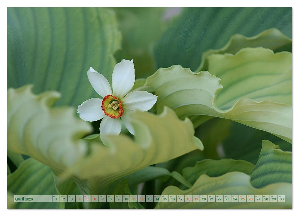 DES FLEURS ENCHANTERESSES (CALVENDO Calendrier supérieur 2026)