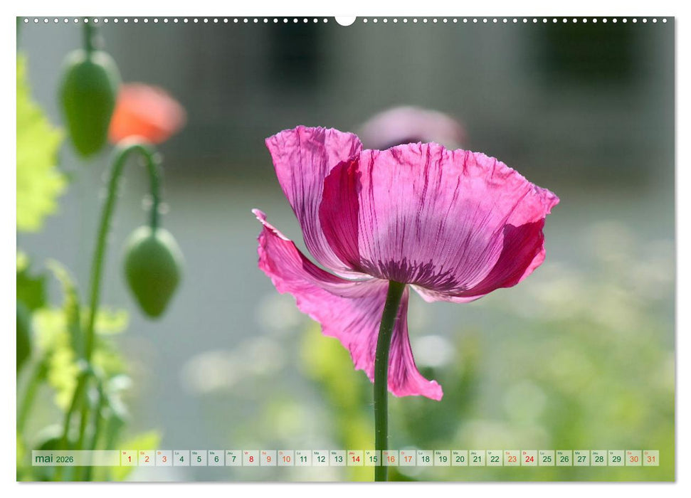 DES FLEURS ENCHANTERESSES (CALVENDO Calendrier supérieur 2026)