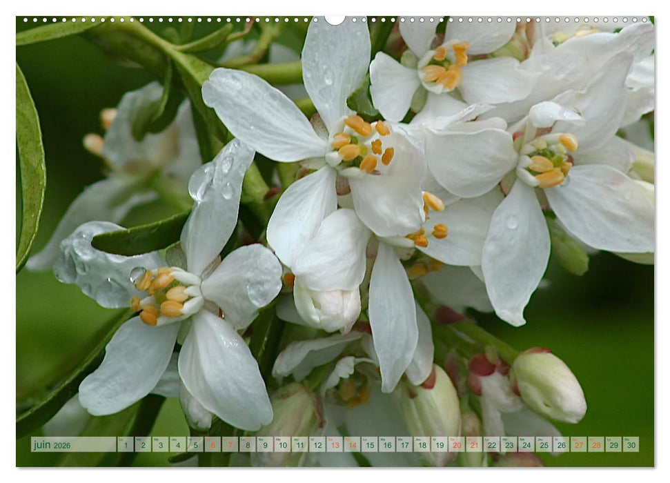 DES FLEURS ENCHANTERESSES (CALVENDO Calendrier supérieur 2026)