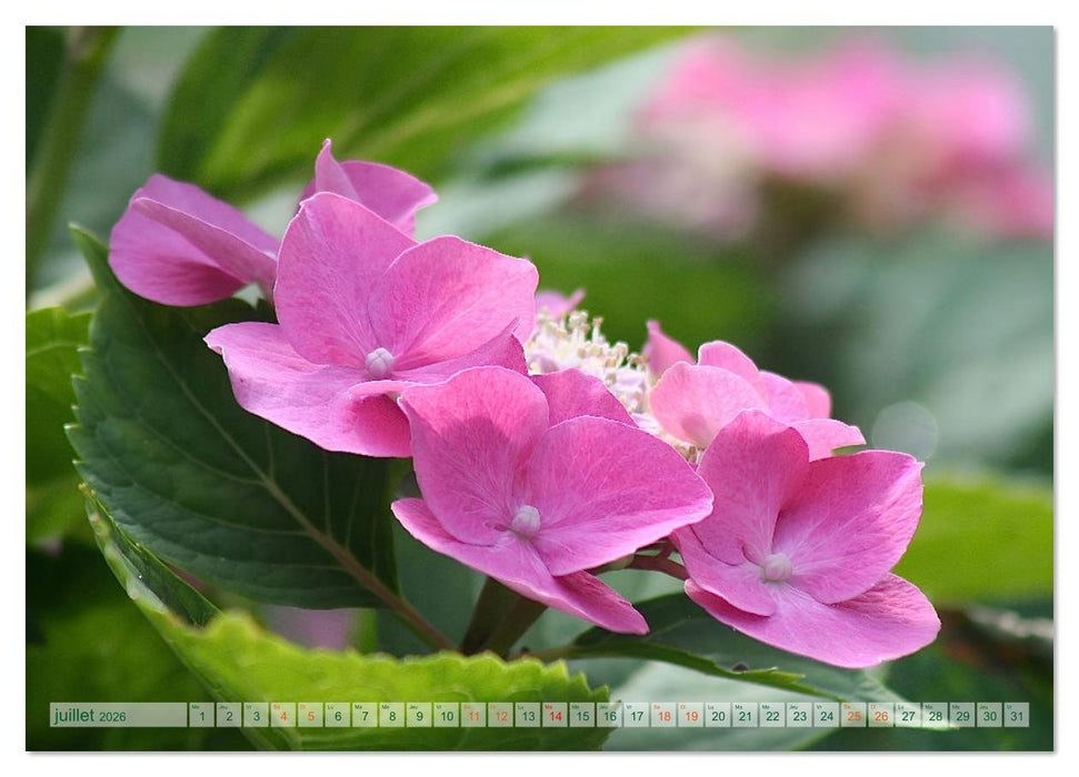 DES FLEURS ENCHANTERESSES (CALVENDO Calendrier supérieur 2026)