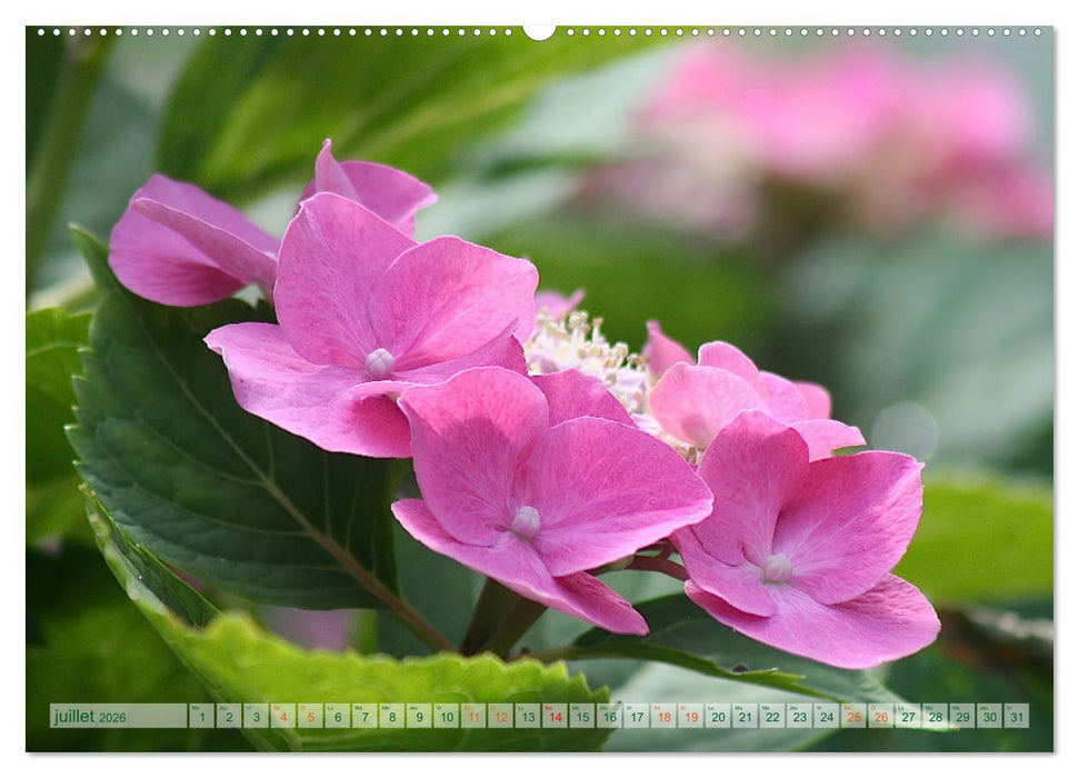DES FLEURS ENCHANTERESSES (CALVENDO Calendrier supérieur 2026)