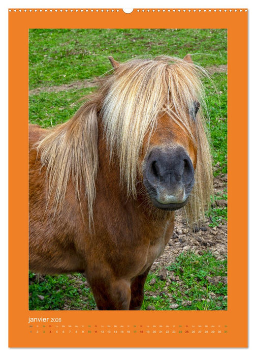 Beauté rustique Regards animaliers (CALVENDO Calendrier mensuel 2026)