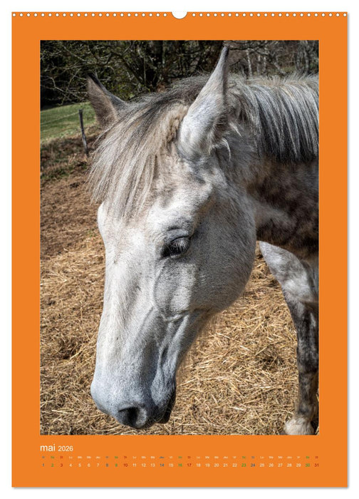 Beauté rustique Regards animaliers (CALVENDO Calendrier mensuel 2026)
