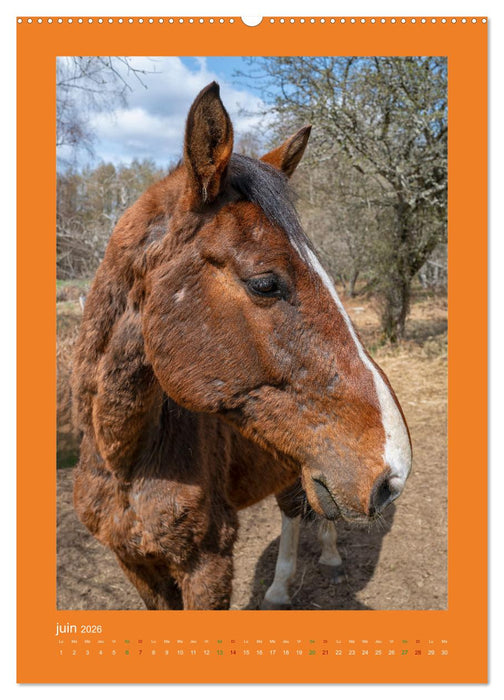 Beauté rustique Regards animaliers (CALVENDO Calendrier mensuel 2026)