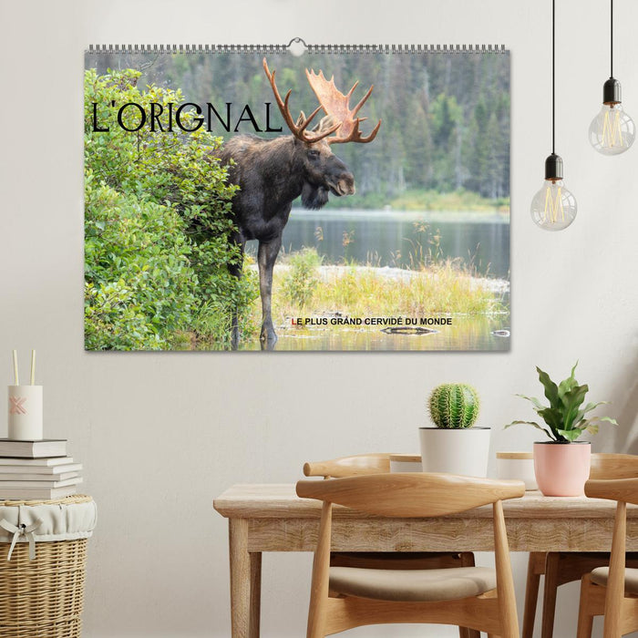 L'ORIGNAL, LE PLUS GRAND CERVIDÉ DU MONDE (CALVENDO Calendrier mensuel 2026)