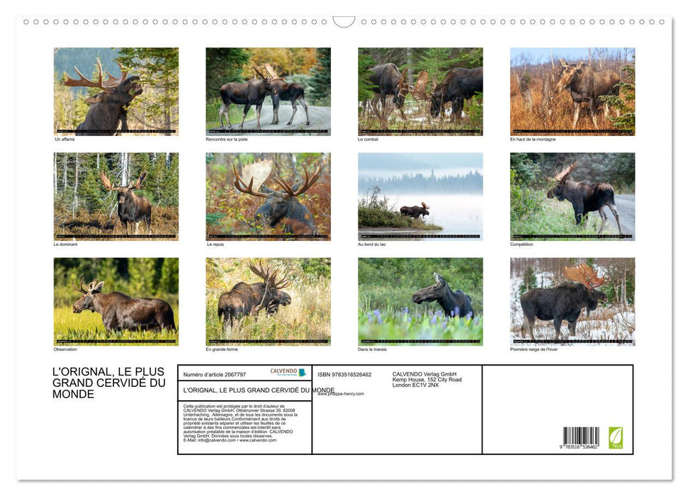 L'ORIGNAL, LE PLUS GRAND CERVIDÉ DU MONDE (CALVENDO Calendrier mensuel 2026)