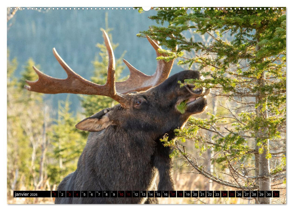 L'ORIGNAL, LE PLUS GRAND CERVIDÉ DU MONDE (CALVENDO Calendrier mensuel 2026)