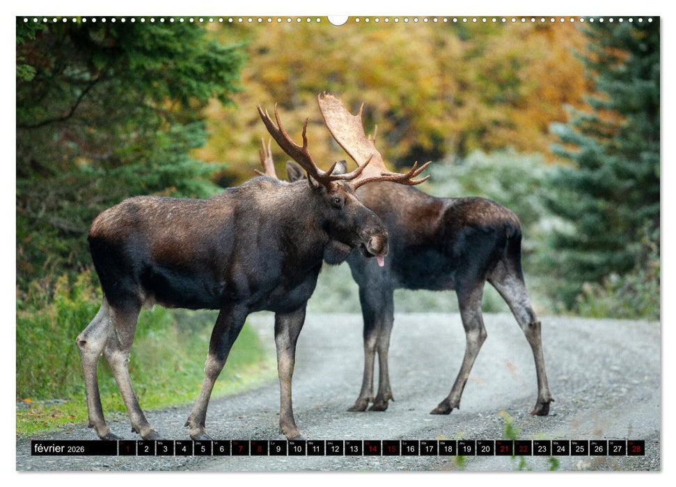 L'ORIGNAL, LE PLUS GRAND CERVIDÉ DU MONDE (CALVENDO Calendrier mensuel 2026)
