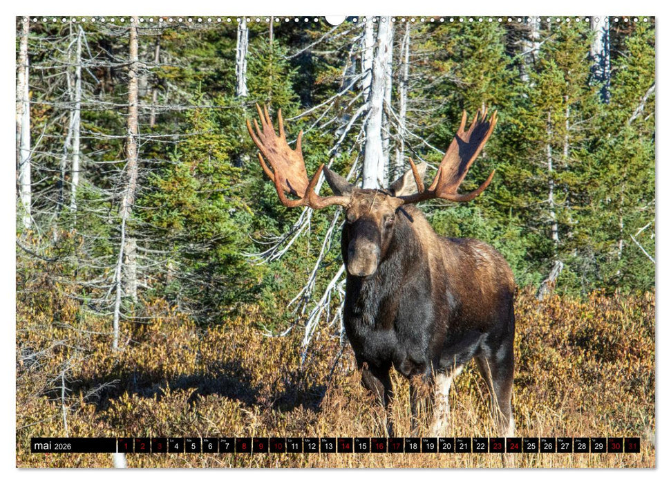L'ORIGNAL, LE PLUS GRAND CERVIDÉ DU MONDE (CALVENDO Calendrier mensuel 2026)