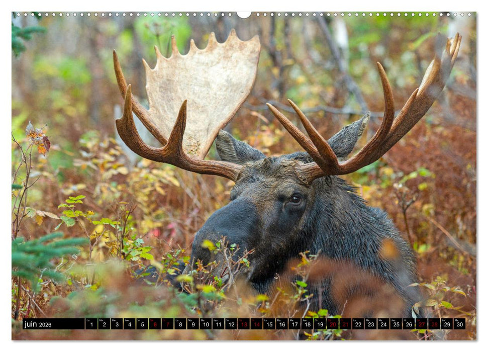 L'ORIGNAL, LE PLUS GRAND CERVIDÉ DU MONDE (CALVENDO Calendrier mensuel 2026)