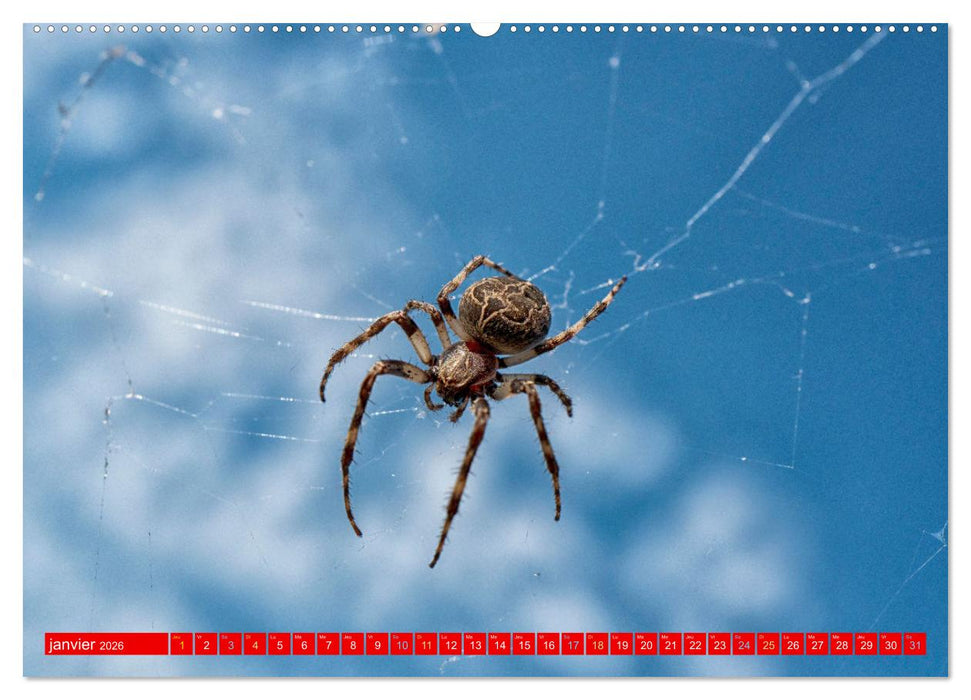 Les gardiens des écosystèmes (CALVENDO Calendrier mensuel 2026)