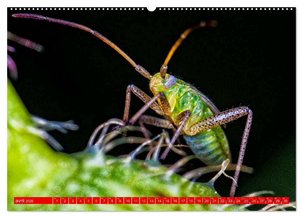 Les gardiens des écosystèmes (CALVENDO Calendrier mensuel 2026)