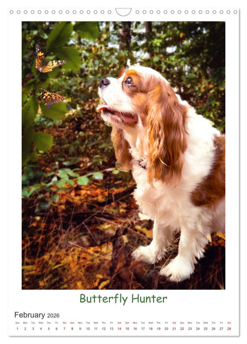 The Adventurous Life of two Daring Cavaliers (CALVENDO Monthly Calendar 2026)