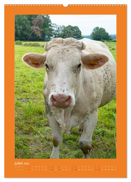 Beauté rustique Regards animaliers (CALVENDO Calendrier supérieur 2026)