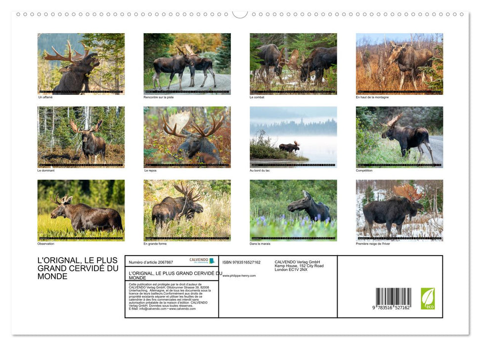 L'ORIGNAL, LE PLUS GRAND CERVIDÉ DU MONDE (CALVENDO Calendrier supérieur 2026)