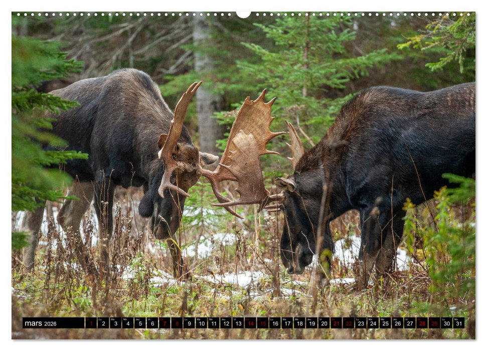 L'ORIGNAL, LE PLUS GRAND CERVIDÉ DU MONDE (CALVENDO Calendrier supérieur 2026)