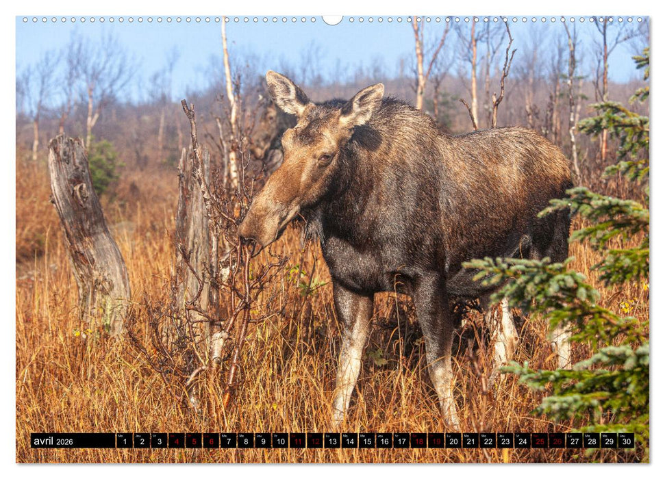 L'ORIGNAL, LE PLUS GRAND CERVIDÉ DU MONDE (CALVENDO Calendrier supérieur 2026)