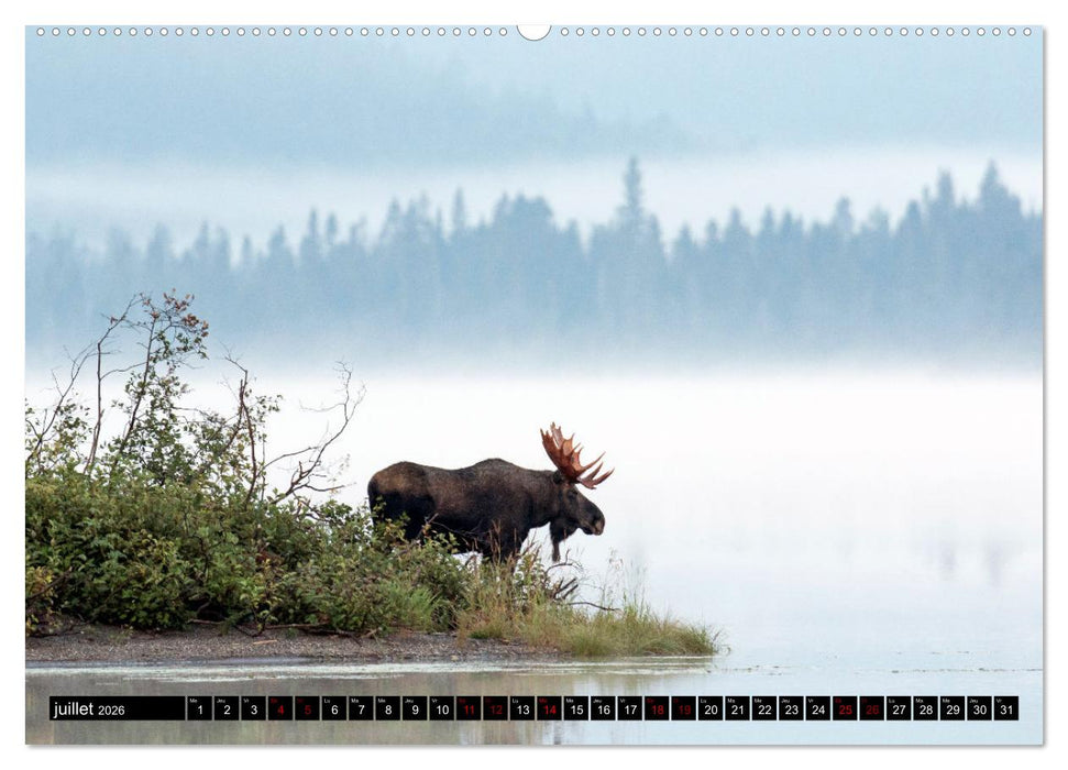 L'ORIGNAL, LE PLUS GRAND CERVIDÉ DU MONDE (CALVENDO Calendrier supérieur 2026)