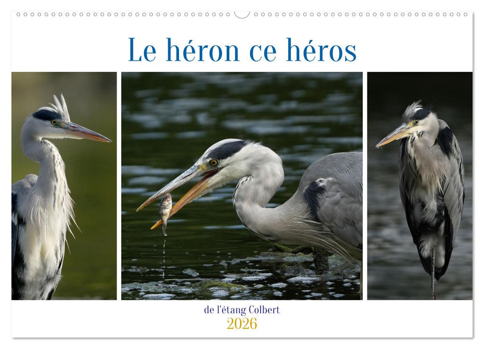 Le héron ce héros de l'étang Colbert (CALVENDO Calendrier mensuel 2026)