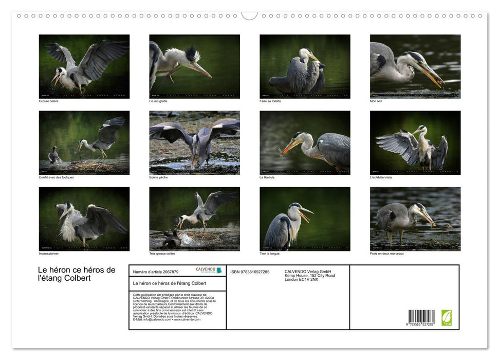 Le héron ce héros de l'étang Colbert (CALVENDO Calendrier mensuel 2026)