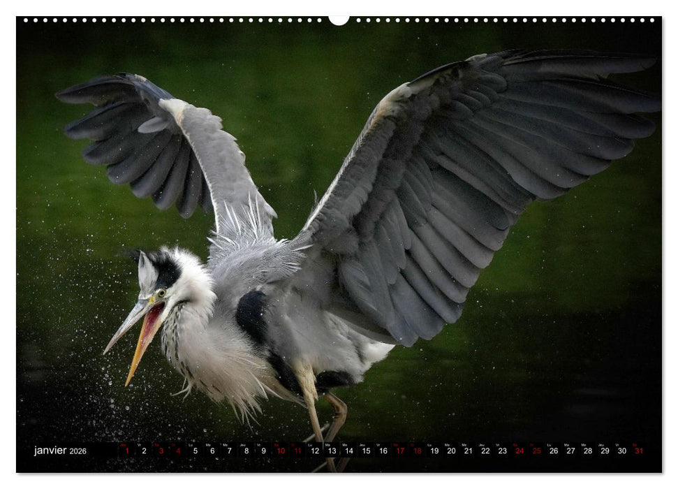 Le héron ce héros de l'étang Colbert (CALVENDO Calendrier mensuel 2026)