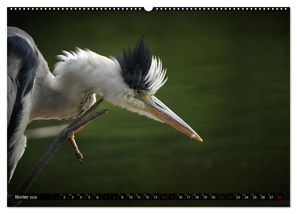 Le héron ce héros de l'étang Colbert (CALVENDO Calendrier mensuel 2026)
