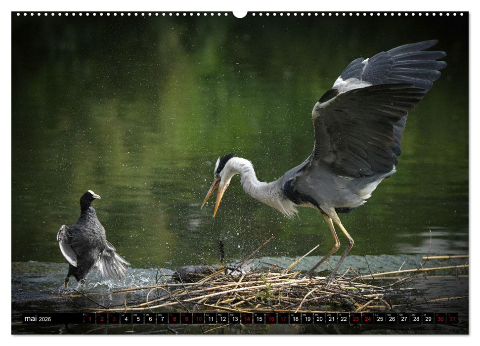 Le héron ce héros de l'étang Colbert (CALVENDO Calendrier mensuel 2026)