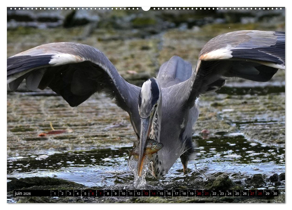 Le héron ce héros de l'étang Colbert (CALVENDO Calendrier mensuel 2026)
