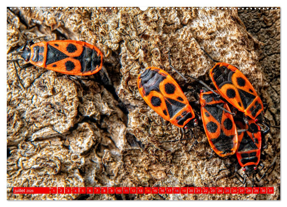 Les gardiens des écosystèmes (CALVENDO Calendrier supérieur 2026)