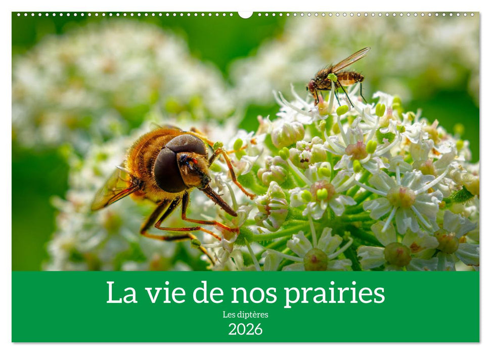 La vie de nos prairies - Les diptères (CALVENDO Calendrier mensuel 2026)