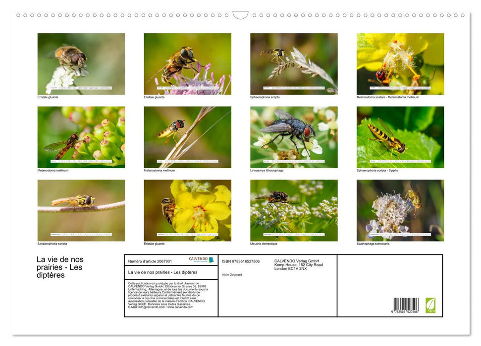 La vie de nos prairies - Les diptères (CALVENDO Calendrier mensuel 2026)
