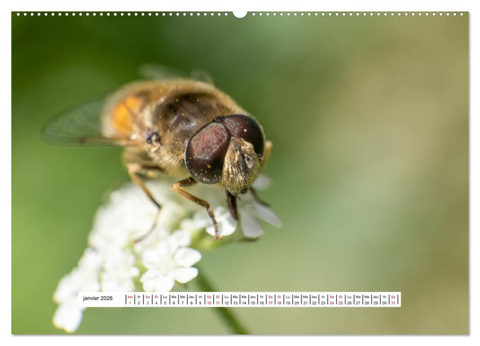 La vie de nos prairies - Les diptères (CALVENDO Calendrier mensuel 2026)
