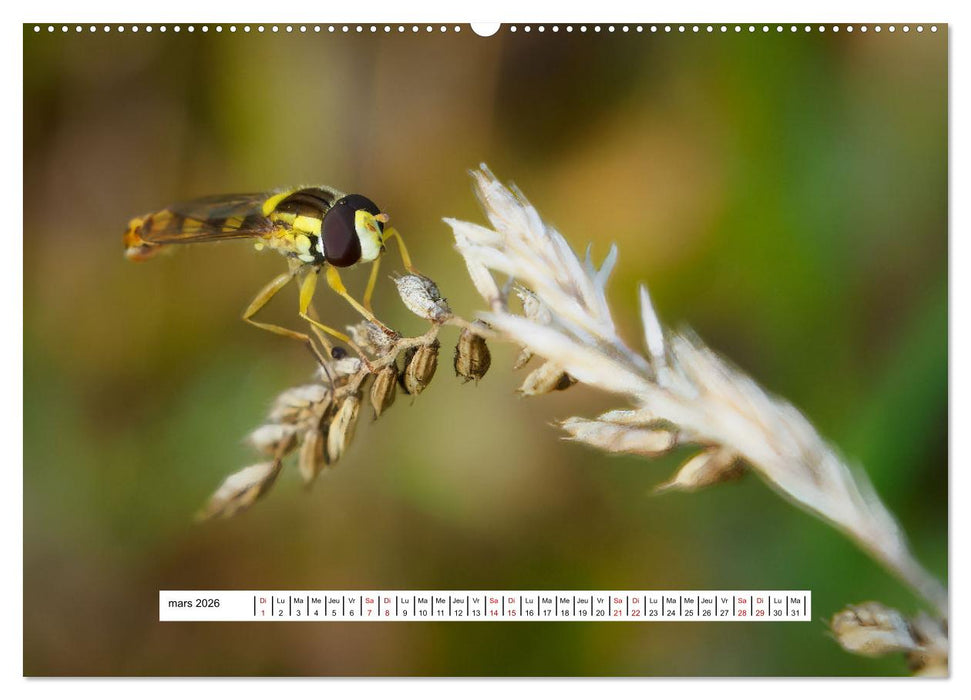 La vie de nos prairies - Les diptères (CALVENDO Calendrier mensuel 2026)