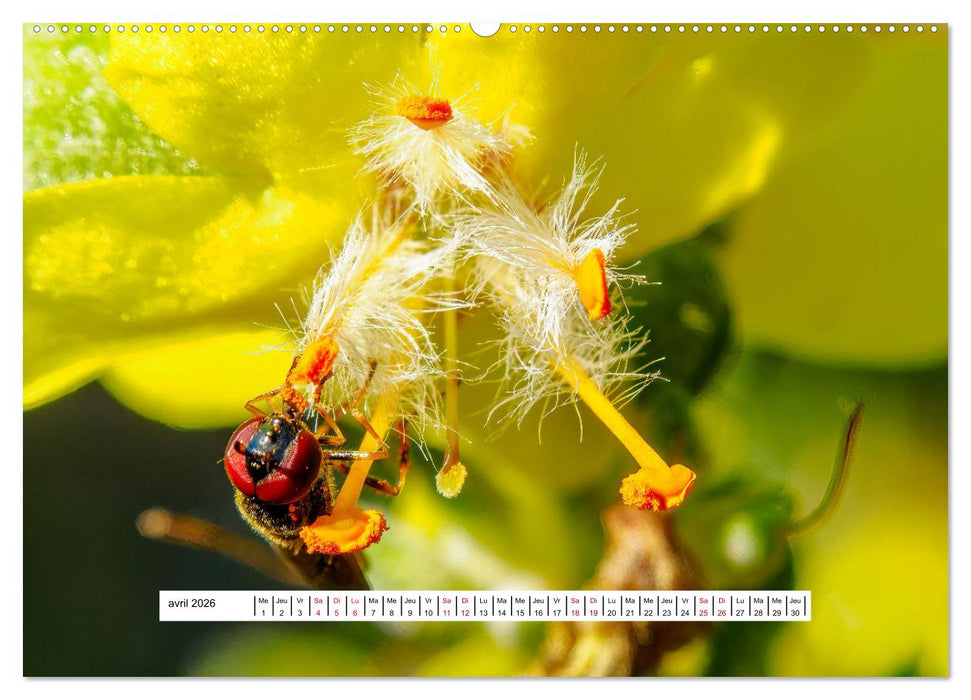 La vie de nos prairies - Les diptères (CALVENDO Calendrier mensuel 2026)