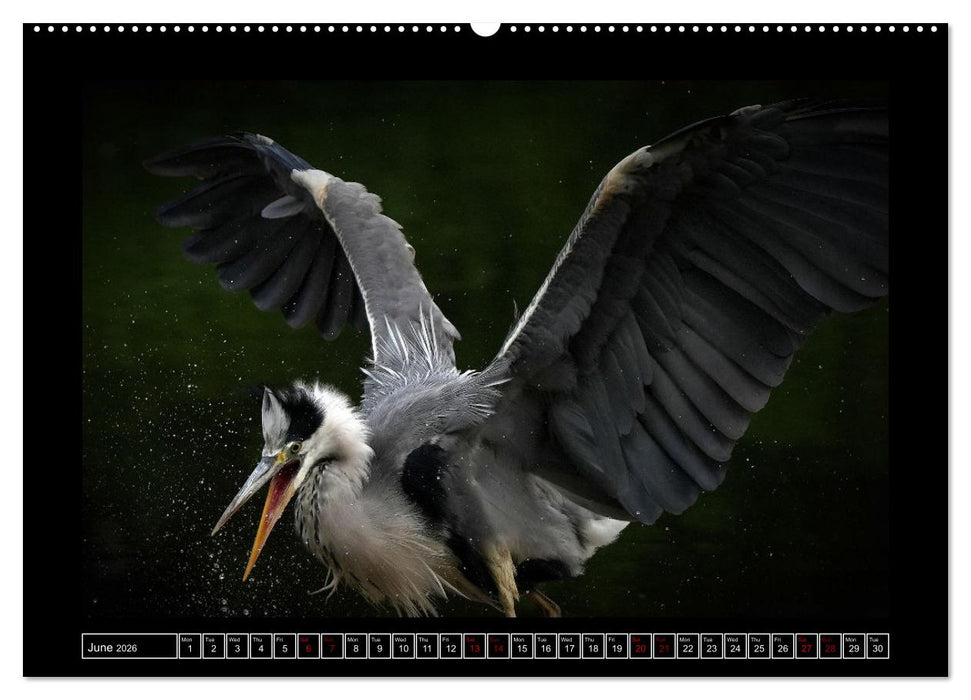 The heron parade (CALVENDO Monthly Calendar 2026)