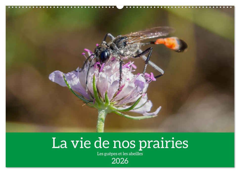 La vie de nos prairies - Les guêpes et les abeilles (CALVENDO Calendrier mensuel 2026)