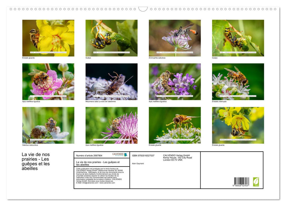 La vie de nos prairies - Les guêpes et les abeilles (CALVENDO Calendrier mensuel 2026)