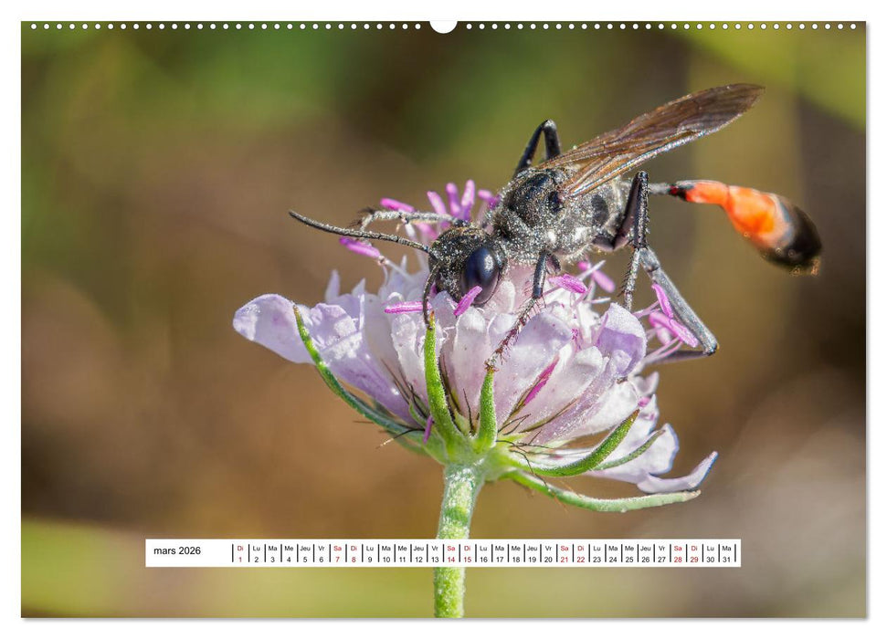 La vie de nos prairies - Les guêpes et les abeilles (CALVENDO Calendrier mensuel 2026)