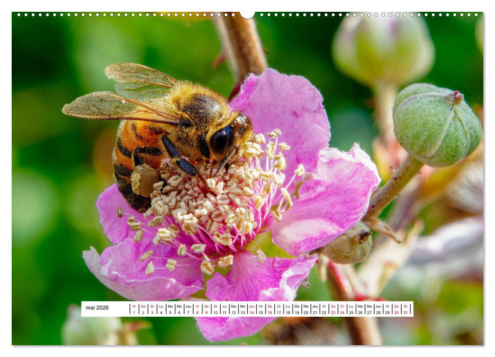 La vie de nos prairies - Les guêpes et les abeilles (CALVENDO Calendrier mensuel 2026)