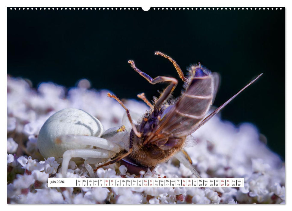 La vie de nos prairies - Les guêpes et les abeilles (CALVENDO Calendrier mensuel 2026)