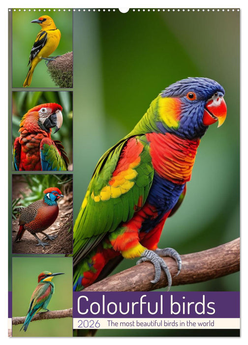 Colourful birds (CALVENDO Monthly Calendar 2026)